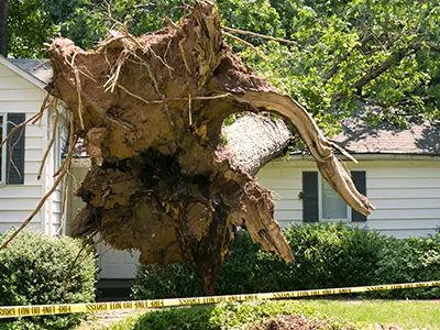Insurance Restoration TX 1